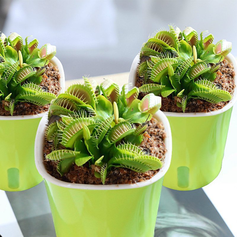 超大捕蝇草盆栽水培植物茅膏菜驱蚊绿植捕虫草猪笼草食虫食人花卉