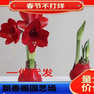 Imported Amaryllis Red Wax Ball Double-Petaled Amaryllis Red Wax-Sealed Seed Bulb Gift Box Indoor Balcony Green Plant New Year's Eve Flower Potted Plant