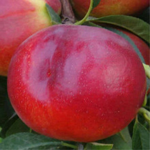 ���11̖�Ҙ��� �����t����� ���Ե����Ҙ����ϱ����Nֲ����Y��