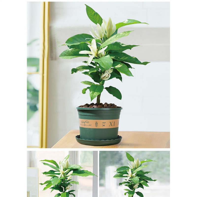 白兰花盆栽室内带花苞玉兰花树苗黄兰庭院浓香型四季开花花卉植物