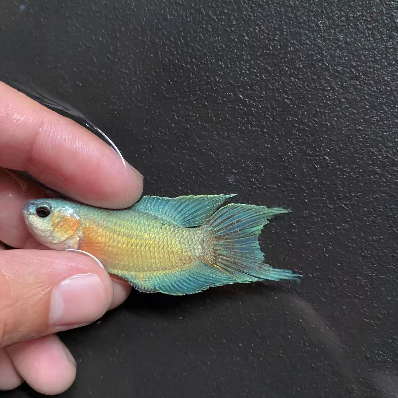 澳火斗鱼观赏鱼中国澳洲火焰淡水鱼改良冷水鱼吃蚊幼虫