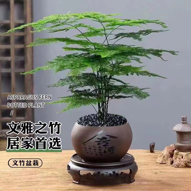 Planta decorativa de bambú en botella de vidrio, hidroponía con pino y nubes, ideal para sala de estar u oficina image 7
