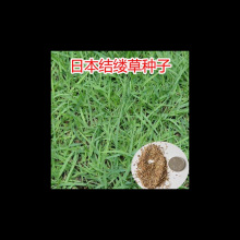 ��ƺ����ϸҶ�ձ����Ʋݲ��� ϸҶ�л����Ʋ����� ��Ҷ���Ʋ�����