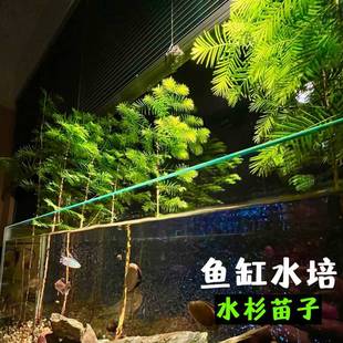Metasequoia Hydroponic Fish Tank Landscaping Bonsai Fish Pond Aquatic Plants Green Plants Water Plants Indoor and Outdoor Stream Tank Metasequoia Potted Plants