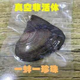 真空小蚌人工植入一蚌一株批发活动赠品用天然珍珠