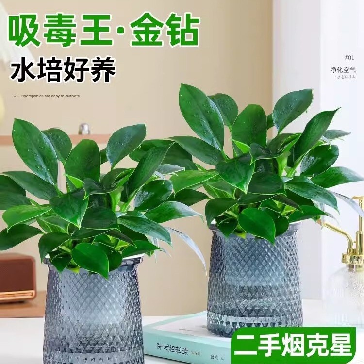 Green Princess Golden Diamond Potted Indoor Plant Green Radish Basket Hydroponic Green Plant Succulent Office Desktop Lazy Flower Easy to Grow Green Princess Golden Diamond Potted Indoor Plant Green Radish Basket Hydroponic Green Plant Succulent Office Desktop Lazy Flower Easy to Grow
