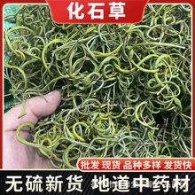 云南化石草大货批发 肾精草茶 结石草猫须草茶去石草化石茶花草茶