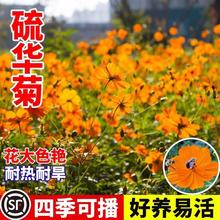 AշNӸɣNS˹ջͥԺ^GܲݻN