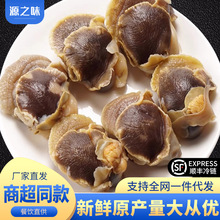 现剥海螺肉大海螺冷冻海螺肉去头去内脏海鲜水产商用批发顺丰包邮