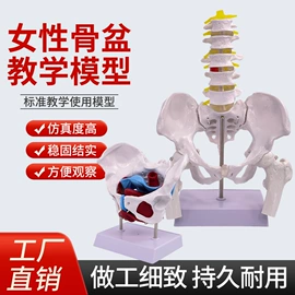 教学演示用品;其他模型玩具;医药教学器材