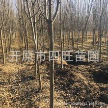 2026东北耐寒臭李子稠李 山丁子树 山锭子 丛生红叶山丁子小苗产