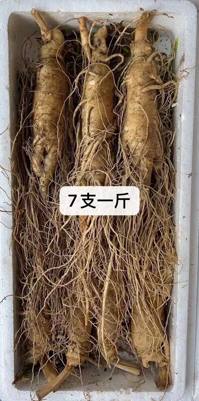 長白山産生高麗人参、各種サイズ、土付き生高麗人参、工場卸売、高麗人参強壮ギフト、ドロップシッピング対応|undefined