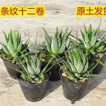条纹十二卷多肉植物芦荟仙人掌办公室内桌面防辐射小盆栽懒人绿植
