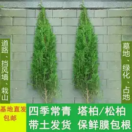 盆栽;种子;树苗