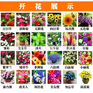 Flower Seeds Are Sown in All Seasons and Bloom, Small Daisies, Sunflower Seeds, Easy-To-Live Indoor and Outdoor Potted Double-Petaled Sunflowers