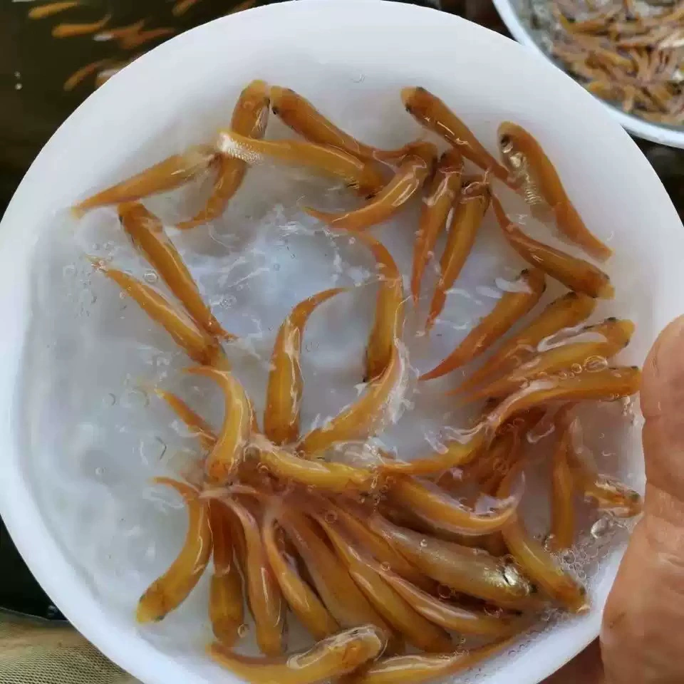 Золотой Grass fry, пресноводное разведение, съедобная холодноводная золотая нить, Anhui красная золотая шелковистая Grass carp, Русская золотая Grass fry