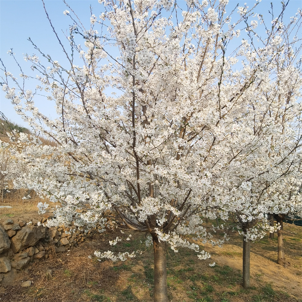 23公分染井吉野樱花 吉野樱花小苗造景苗绿植物市场行情 绿影园林
