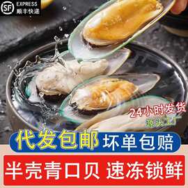 半壳青口贝去壳冷冻青口胎贝烧烤火锅自助餐食材贝类海鲜批发商用