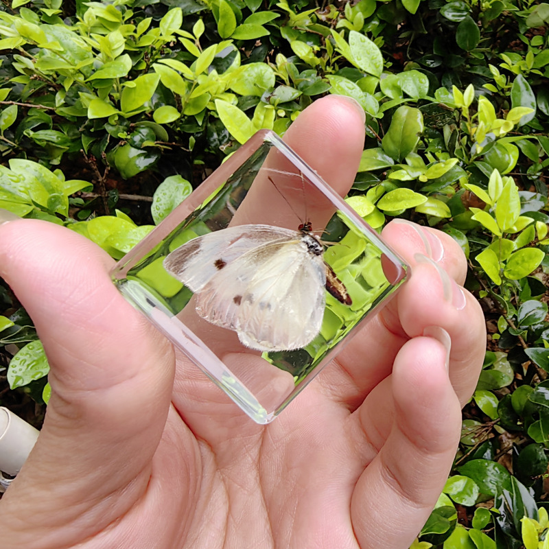 회색 야채 나비