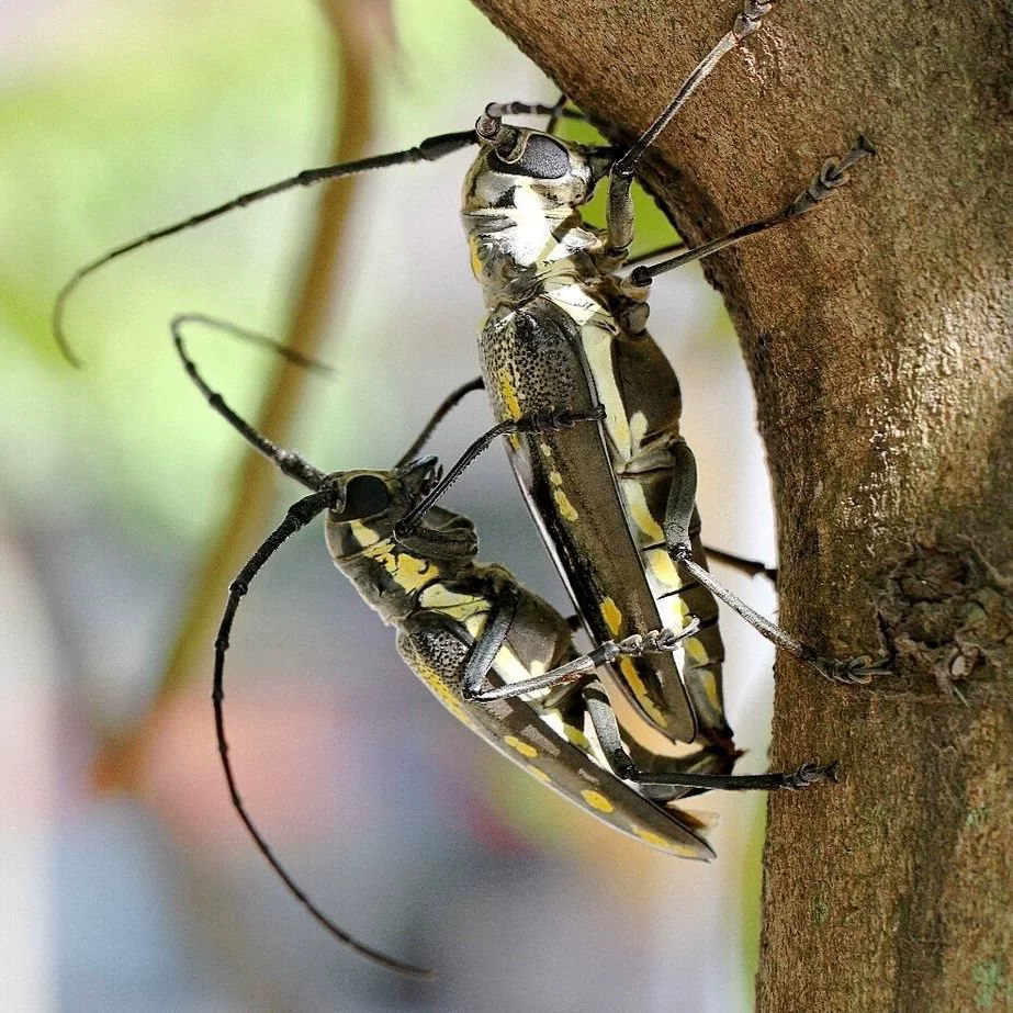 Живой домашний жук-кочевник, маленькое животное с белыми полосками, легко кормится корой ивы, нетоксичный и безопасный контейнер для разведения.