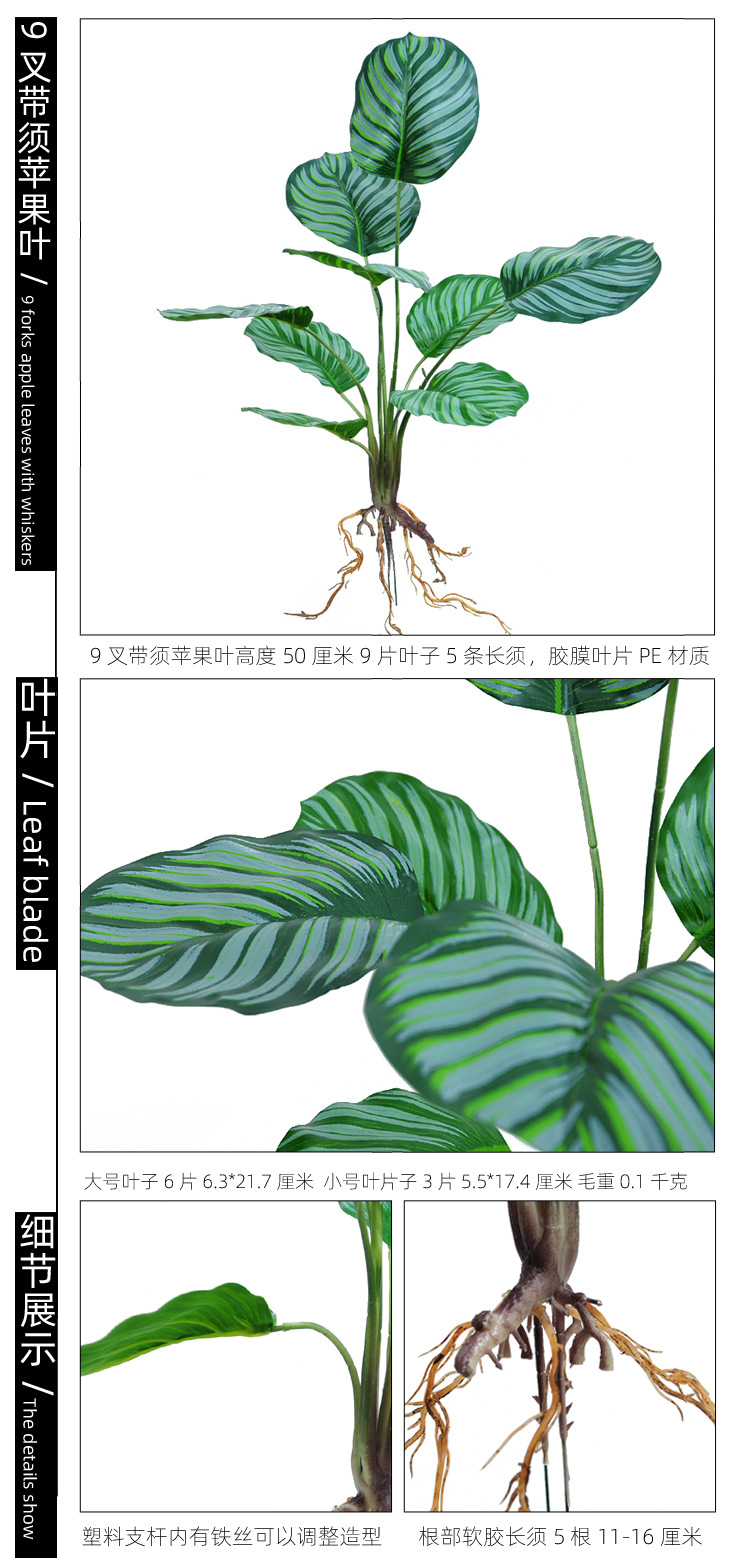 9叉带须苹果叶 副本 拷贝