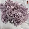 Rose purple