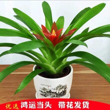 鸿运当头水培盆栽易活植物办公室内红心花卉绿植大型凤梨阳台客厅