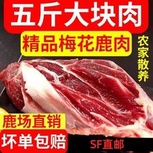 新鲜梅花鹿排肉鹿肉现杀速冻整扇鲜活新鲜鹿肉生鲜肉鹿腿冻干正宗