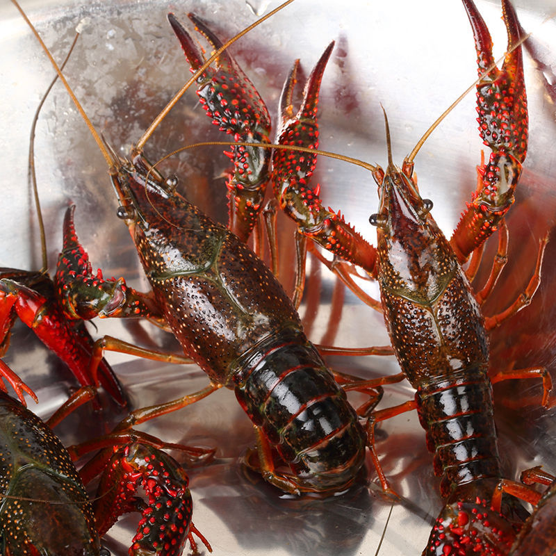 lobster Fresh Shimizu Crayfish living thing Spicy and spicy spicy Crayfish 0.2-1.1 Gift box packaging