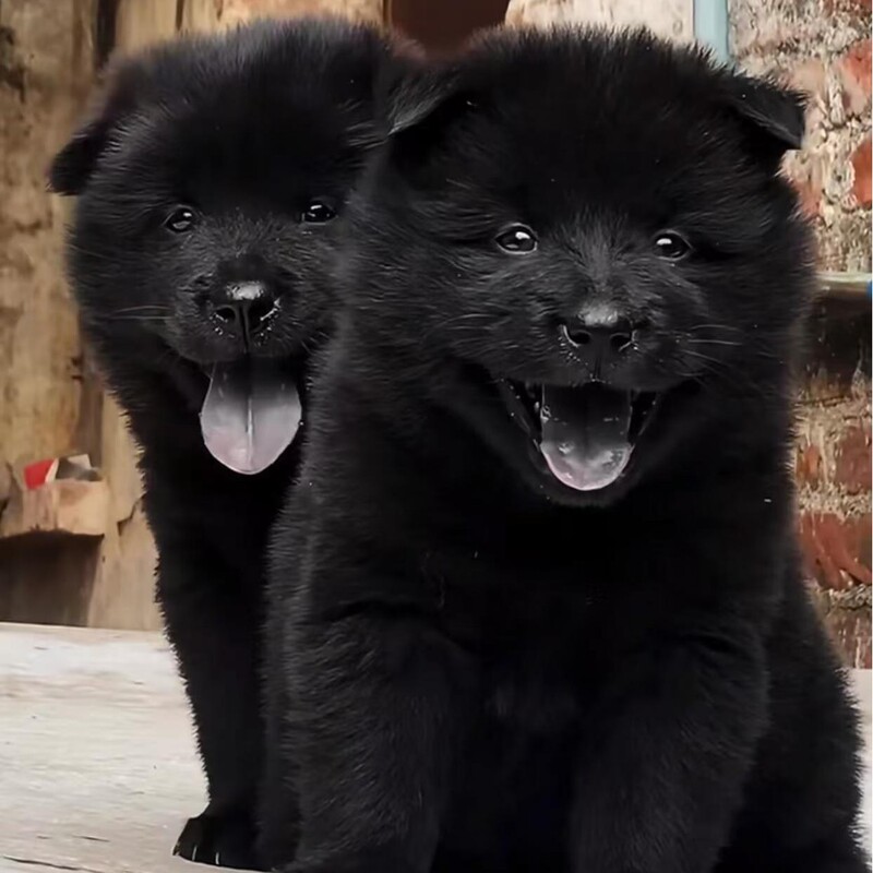 Authentic Live Guangxi Five Black Dogs Puppies Chinese Pastoral Five Black Dogs Purebred Guangxi Native Hunting Five Black Dogs Authentic Live Guangxi Five Black Dogs Puppies Chinese Pastoral Five Black Dogs Purebred Guangxi Native Hunting Five Black Dogs