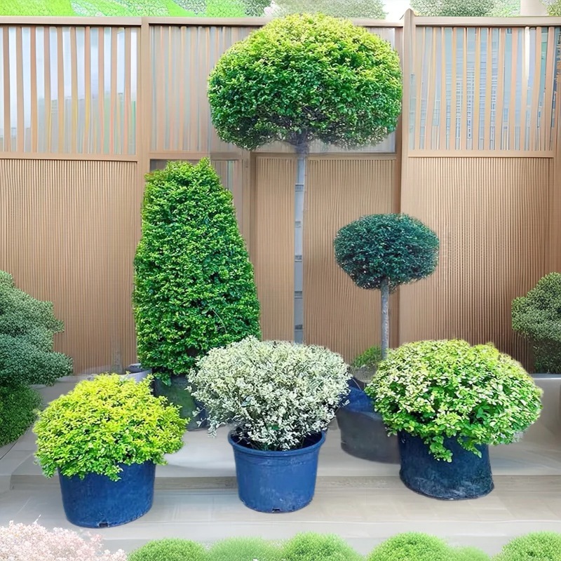 亮晶女贞树苗棒棒糖大型老桩造型树小叶亮金别墅庭院四季常青盆景
