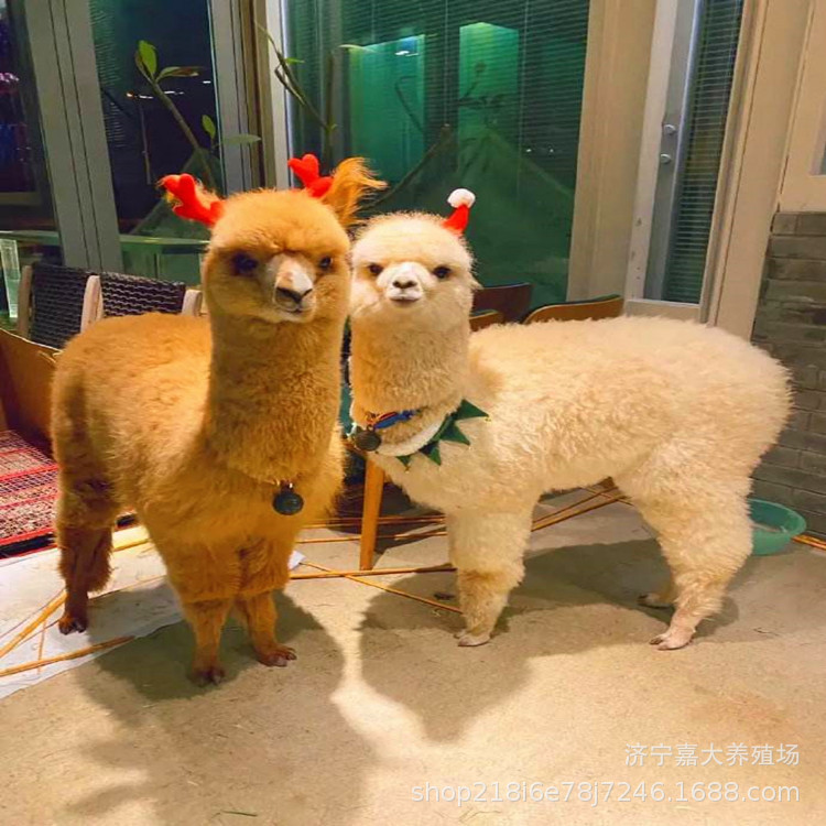 10df9ecb71a909973ace8aa0d46cfd