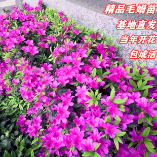 毛杜鹃夏娟毛鹃花苗工程绿化苗木毛娟小苗花庭院花坛开花植物树苗-阿里巴巴