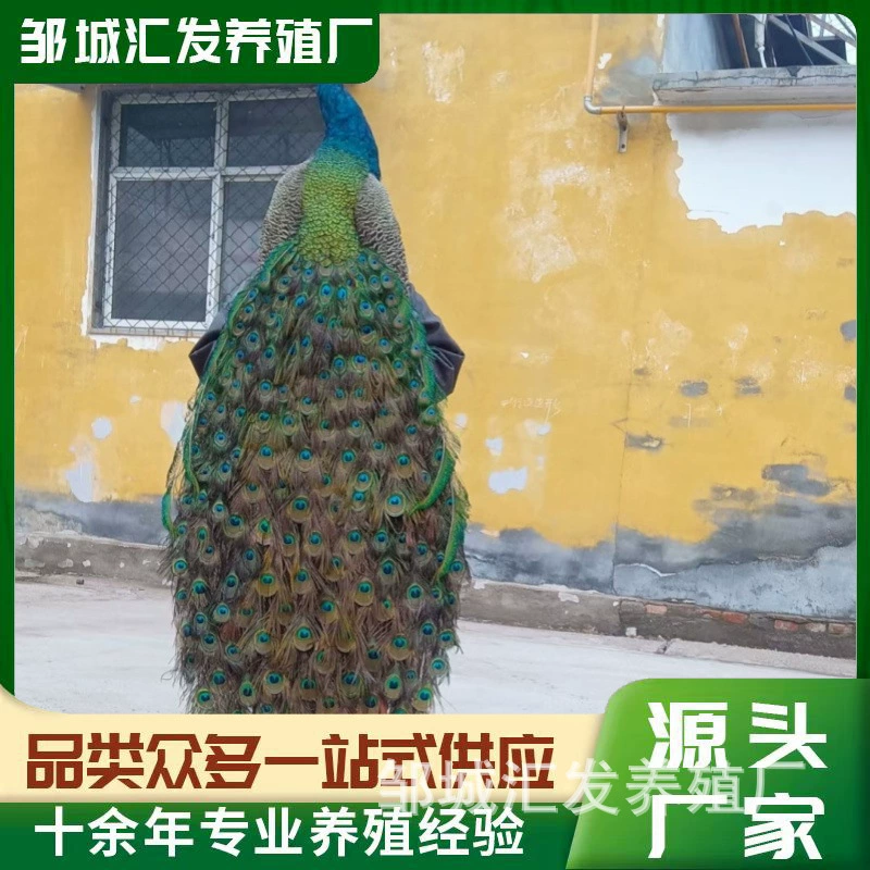 Белый павлин образец декоративного павлина имитация поделки украшения сад животных оптом в розницу