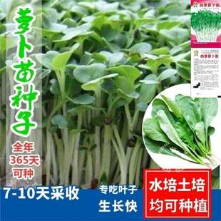 �}����N����������ɳ��}�����ļ����}�������޲˷N���ЙCѿ���