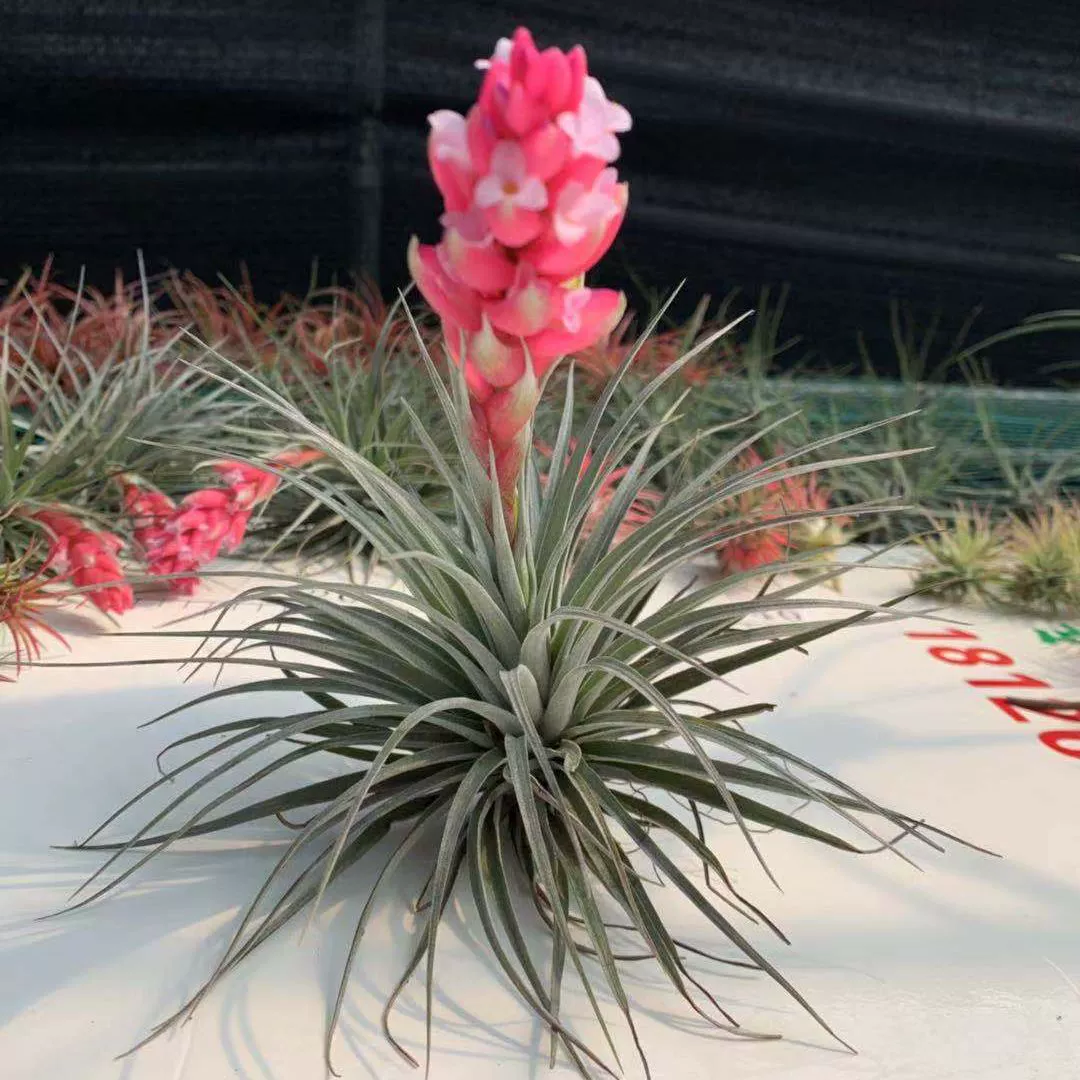 Хьюстон Бромелия в горшке Комнатное железное Орхидея Фиолетовый цветок Бромелия Очищающая воздушные цветы Зеленое растение