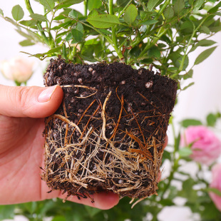 Rose Potted Plant with Buds, Easy to Grow Indoor Florals and Ornamental Plants, Balcony Rose Seedlings Potted Plants, Blooming Clouds All Year Round