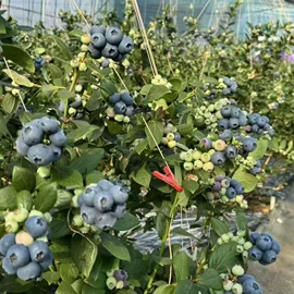 苹果;梨;瓜果类