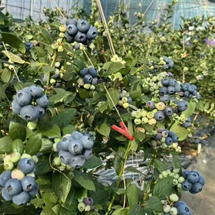 ɽ�|����{ݮ���rˮ��l5�����r����ɽһ���ش�ɽķ֦���w�ڮ�����