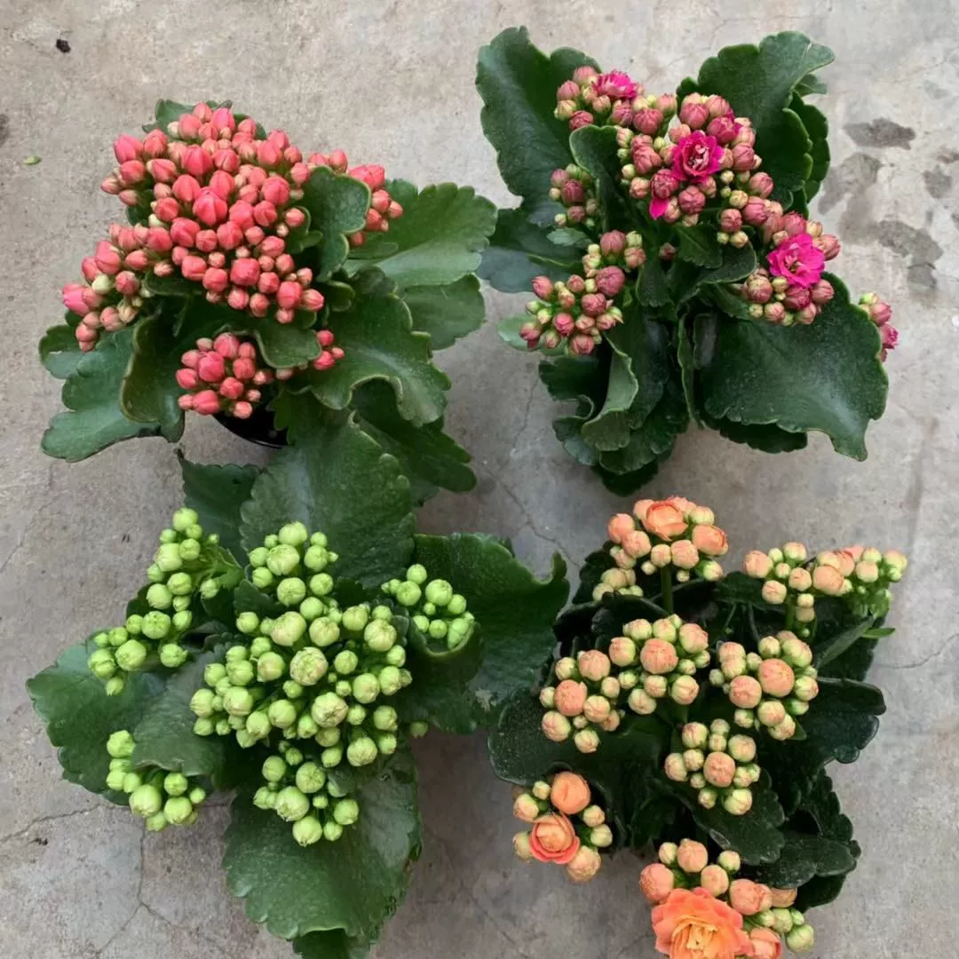 Цветок долголетия в горшке зеленое растение двойной цветок в помещении четыре сезона цветение День Рождения цветок Офис настольное гидропонное растение