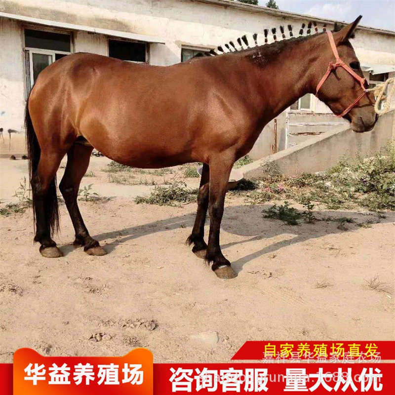 Каковы перспективы разведения лошадей в этом году? Экологическая ферма по разведению и продаже лошадей для верховой езды.