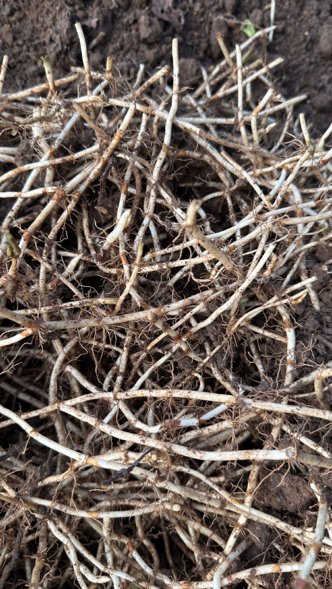 鱼腥草种植 (39).JPG