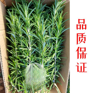 �����r�Ե��㡿��ʳ�ð�����ţ���R�޲�ͪ�Ե����t�Ɵ���������