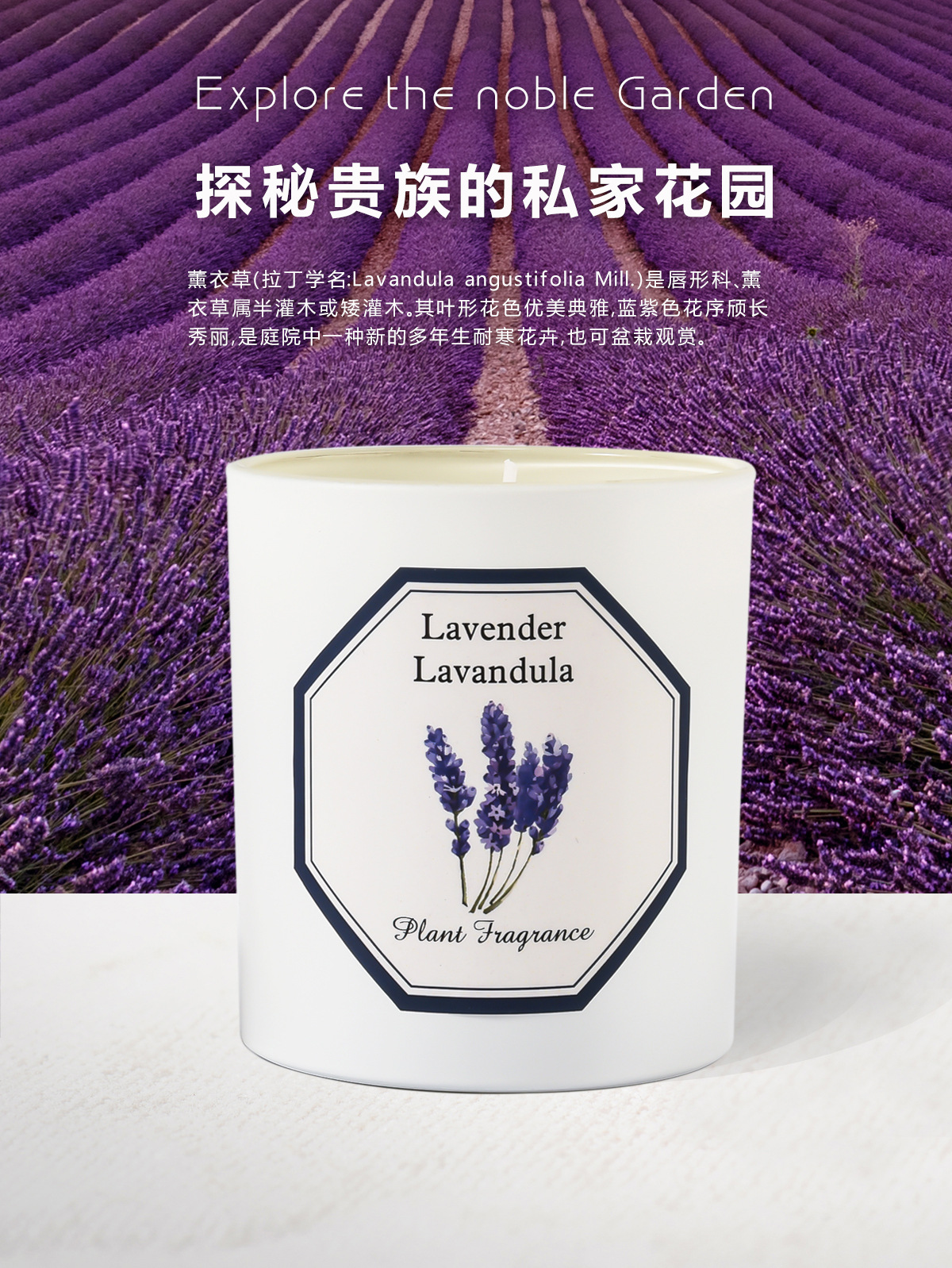 植物学家蜡烛_09