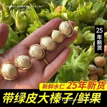新货绿皮大榛子水仁水瓤青皮野山榛子新鲜生榛子俄贸汇包装其他】