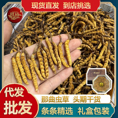 冬虫夏草本格栽培虫草チベットの虫草干物は十分に乾いています。
