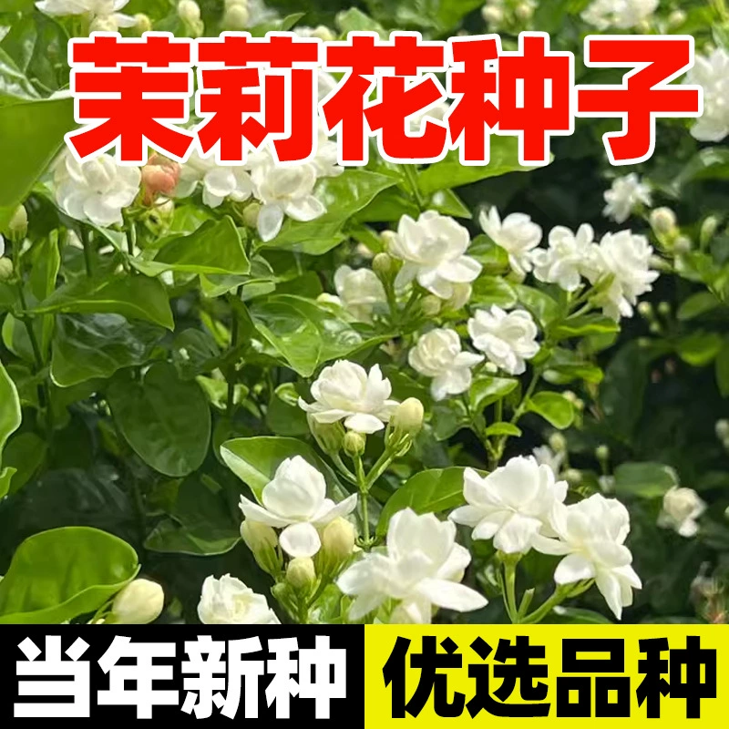 Семена белого жасмина, семена фиолетового жасмина, цветущие цветы в горшках на балконе во дворе в любое время года, красочные семена цветов-мин.