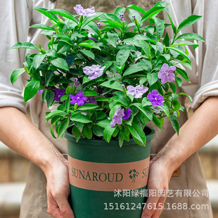 �pɫ�����������҃��̨�ļ��_��������Bֲ�������軨��