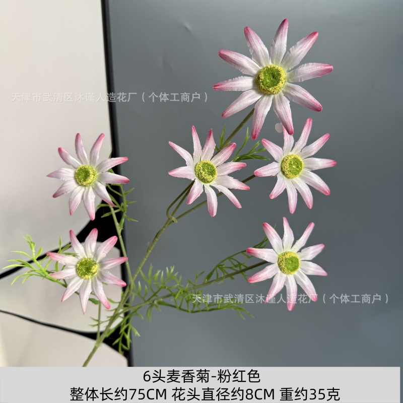 6 밀 국화