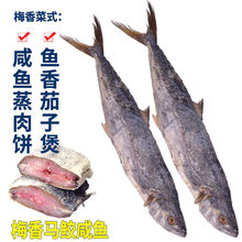 腌制梅香馬鮫魚咸魚干廣東馬交魚干咸魚茄子煲馬膠咸魚干貨批發